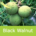 Mature Black Walnut Tree Juglans Nigra **FREE UK MAINLAND DELIVERY + FREE 100% TREE WARRANTY**